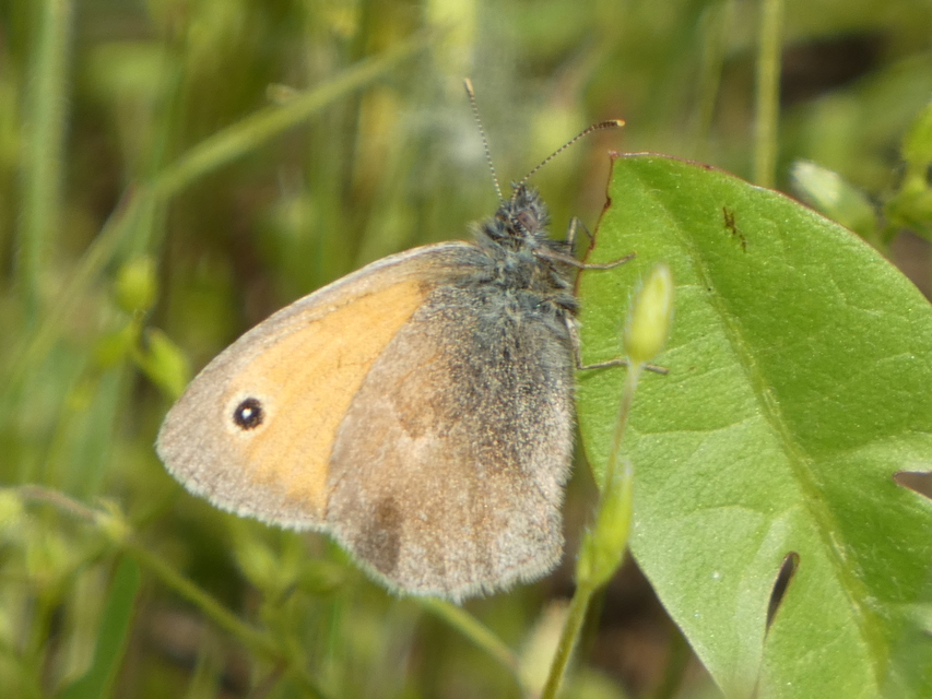 Coenonympha pamphilus - kis szénalepke