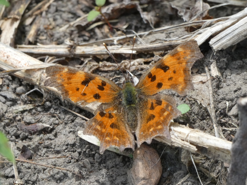 Nymphalis c-album - C-betűs lepke
