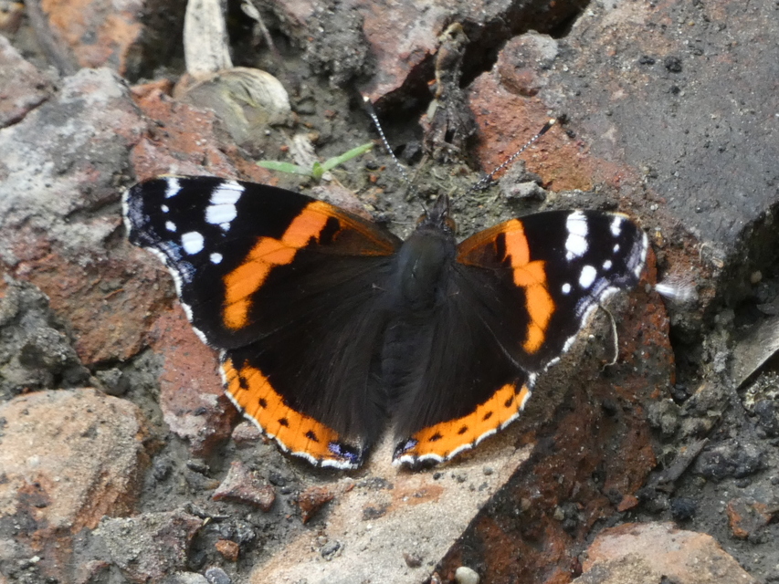 Vanessa atalanta - atalantalepke