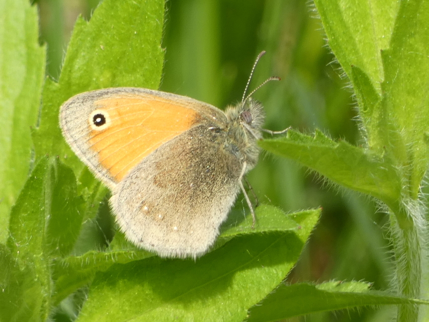 Coenonympha pamphilus - kis szénalepke