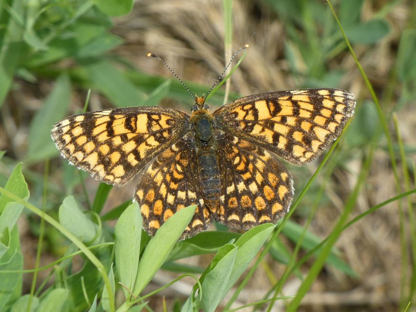 Melitaea phoebe - nagy tarkalepke