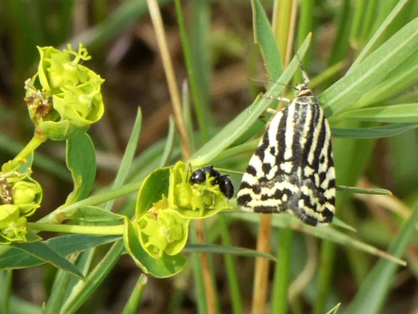 Emmelia trabealis - zebrabagoly