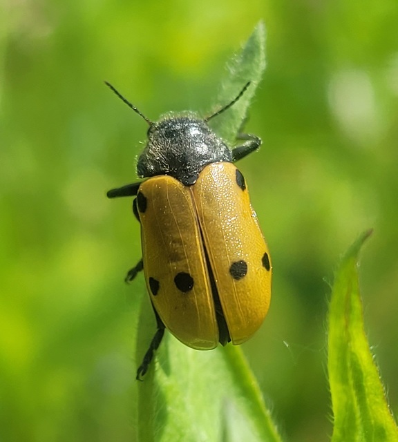 Lachnaia sexpunctata - szőrösnyakú zsákhordóbogár