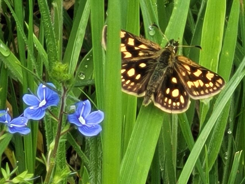 Carterocephalus palaemon - kockás busalepke