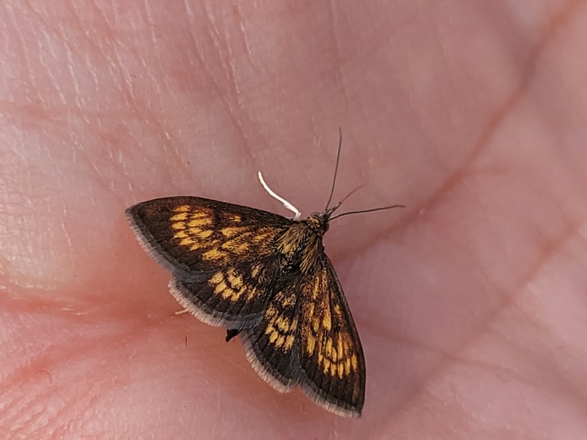 Ecpyrrhorrhoe rubiginalis - rozsdavörös tűzmoly