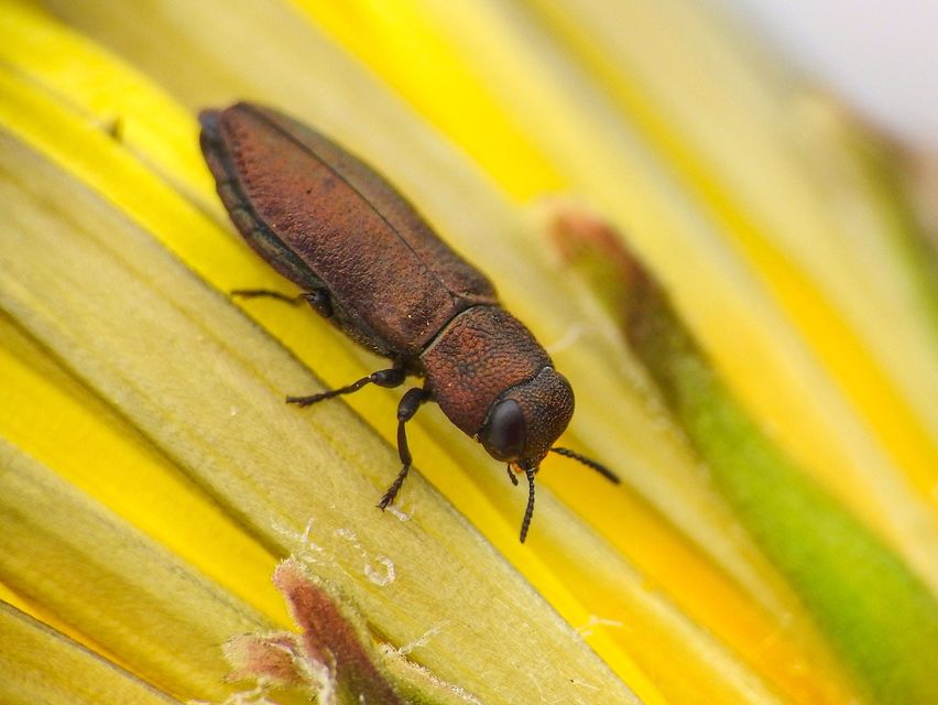 Anthaxia chevrieri - zanót-virágdíszbogár
