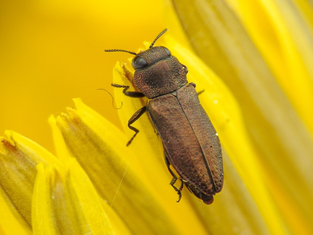 Anthaxia chevrieri - zanót-virágdíszbogár