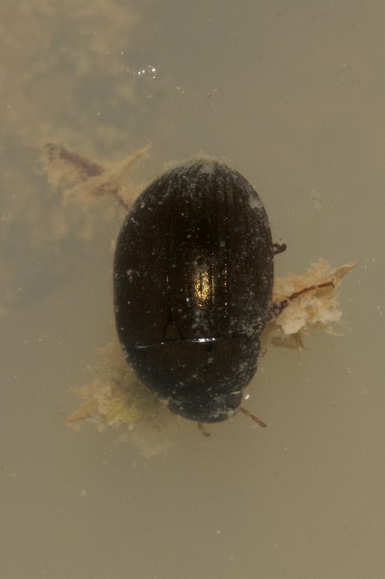 Hydrobius fuscipes - változékony csibor