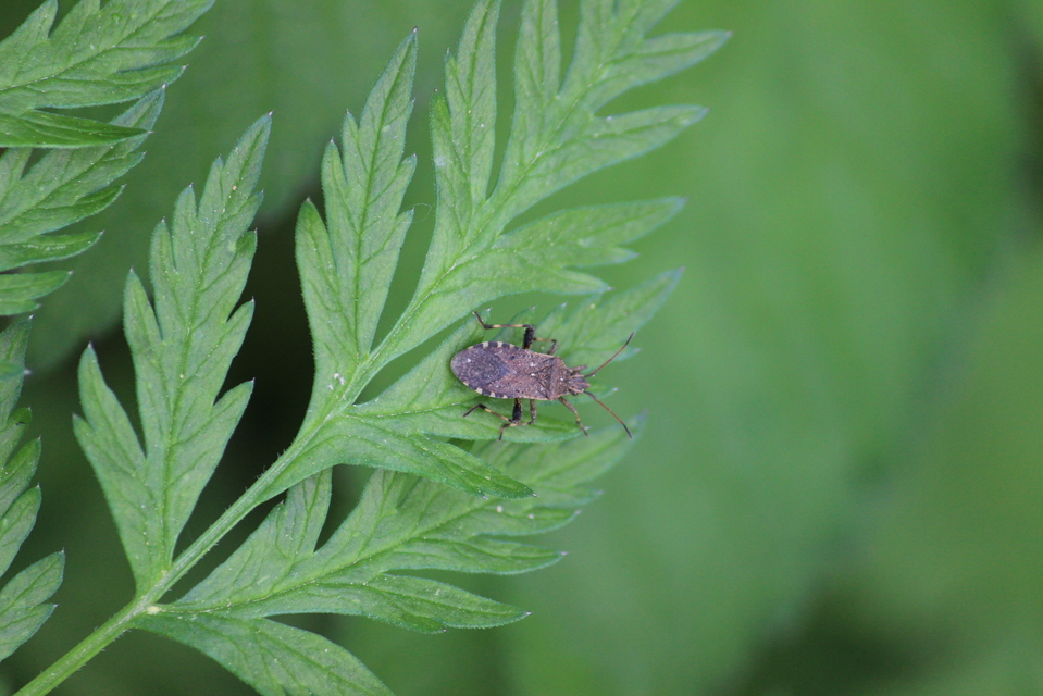 Ceraleptus gracilicornis - tüskéslábú karimáspoloska