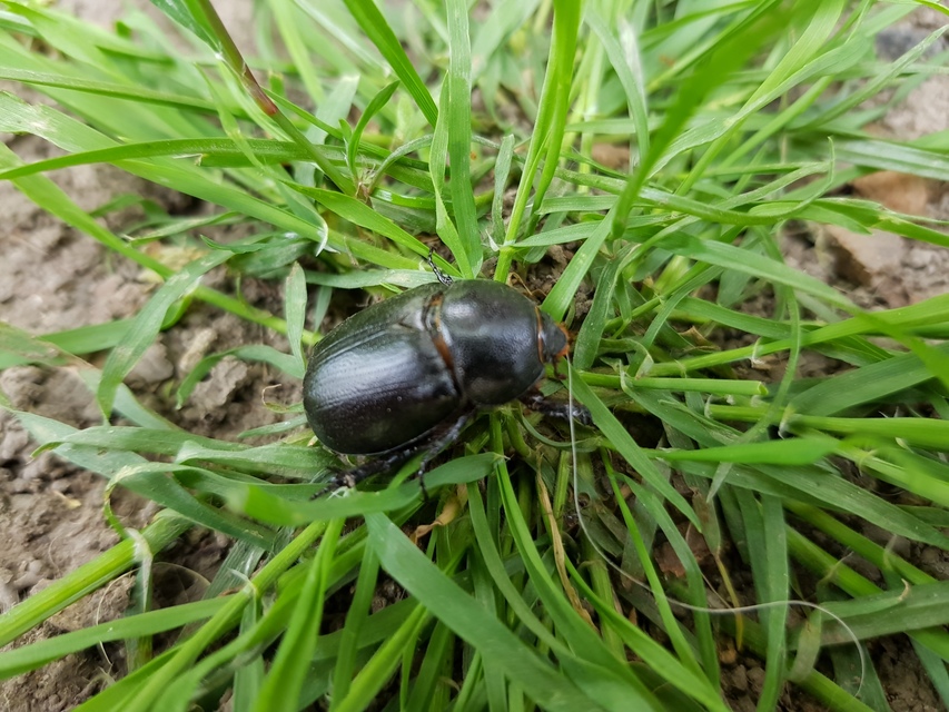 Pentodon idiota - butabogár
