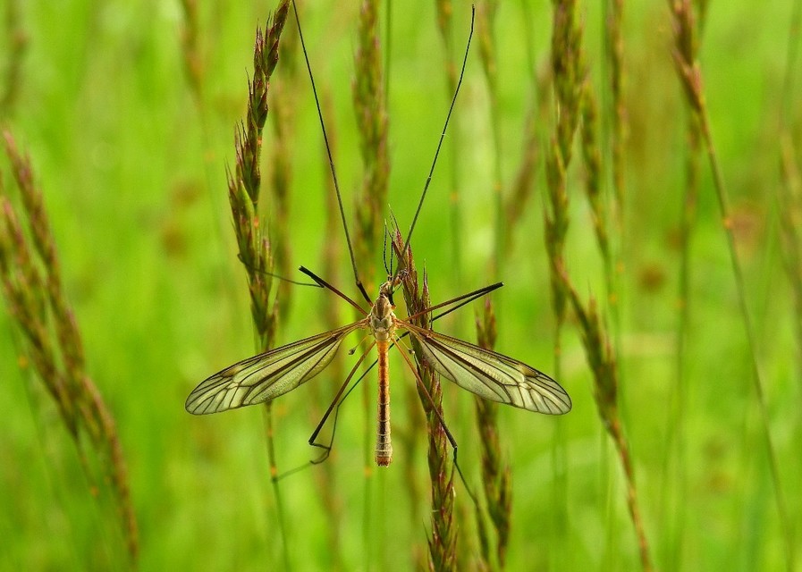 Tipula vernalis