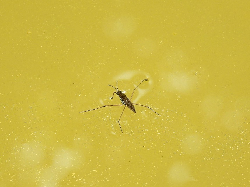 Gerridae - molnárpoloskák