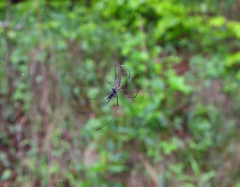 Tetragnatha