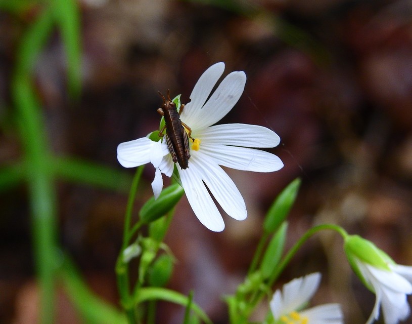 Miramella alpina - alpesi sáska