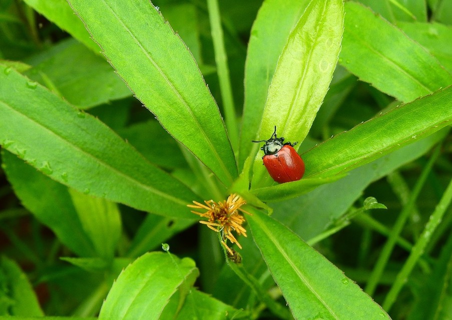 Chrysomela