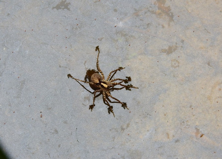 Pardosa