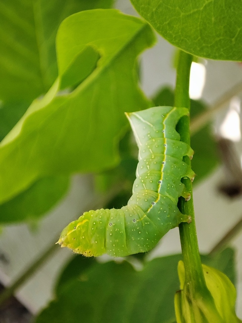 Amphipyra pyramidea - fahéjszínű bagoly