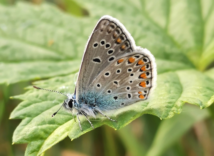 Polyommatus thersites - ibolyaszín boglárka