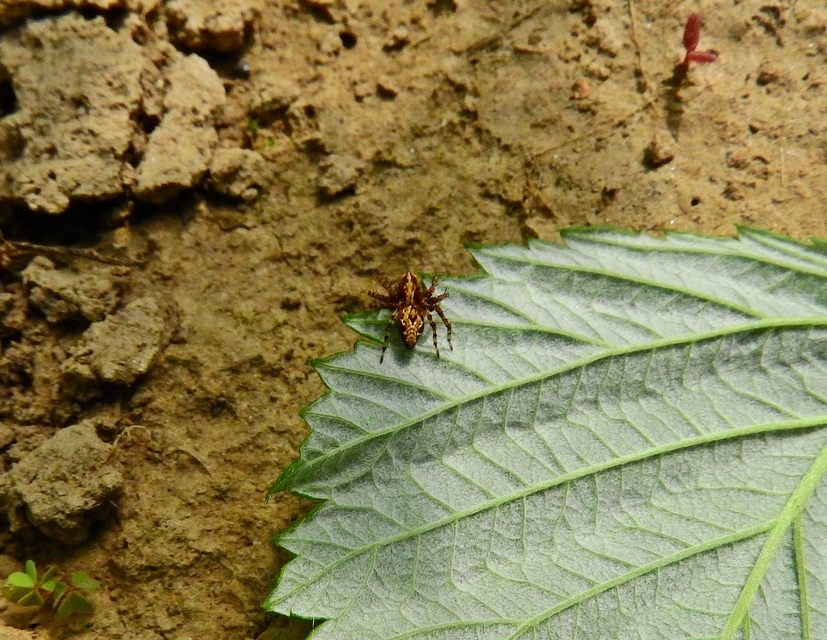 Oxyopes ramosus