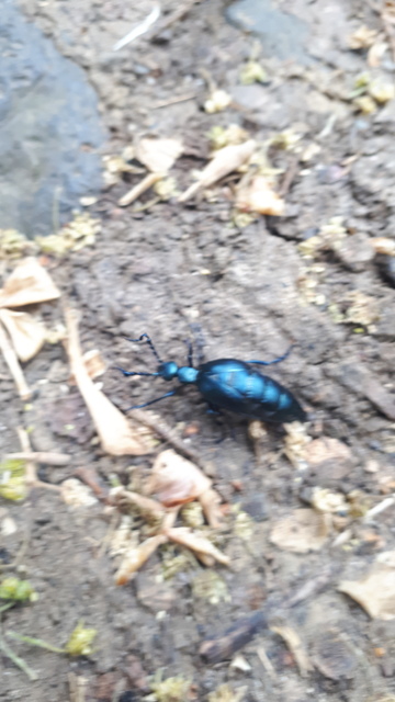 Meloe violaceus - kék nünüke