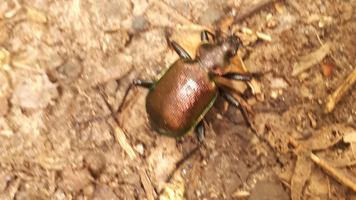 Calosoma inquisitor - kis bábrabló