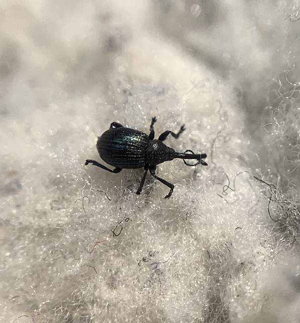 Omphalapion pseudodispar - déli cickányormányos
