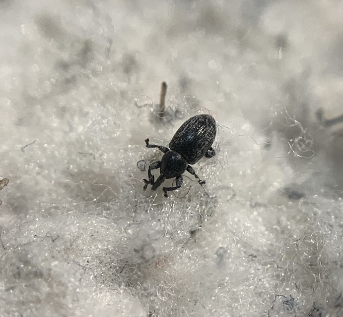 Smicronyx coecus - egykarmú arankaormányos