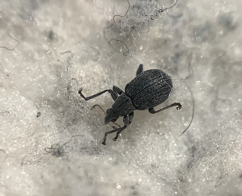Oxystoma craccae - kaszanyügbükköny-cickányormányos