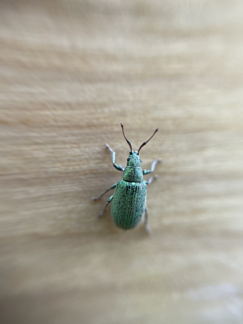 Phyllobius thalassinus - tömpeorrú levélormányos