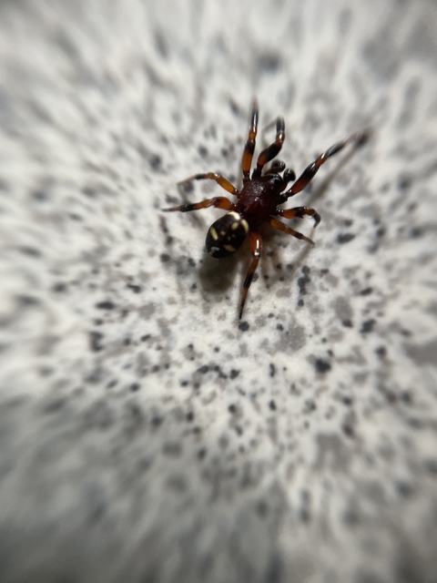 Asagena phalerata