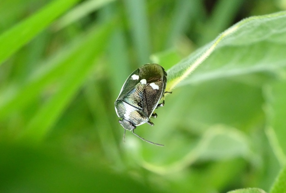 Eurydema oleracea - paréjpoloska Eurydema oleracea - paréjpoloska