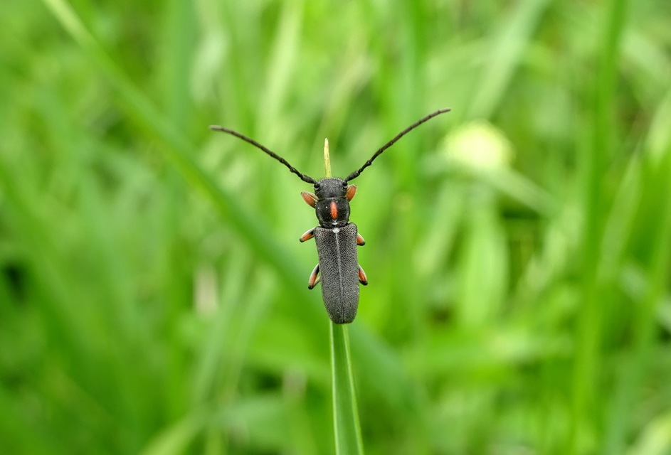 Phytoecia pustulata - parányi fűcincér