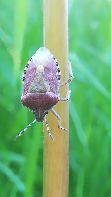 Dolycoris baccarum - közönséges bogyómászó-poloska
