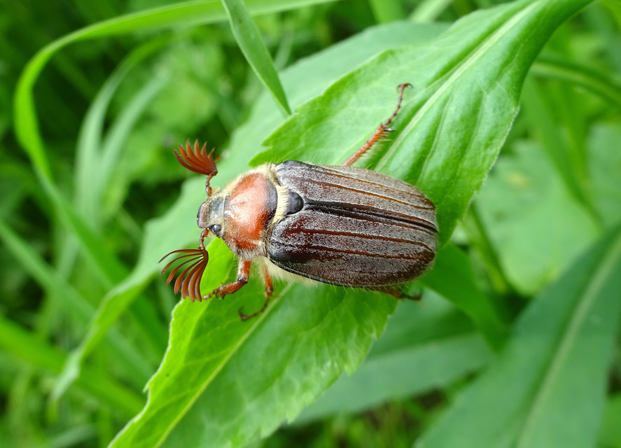 Melolontha hippocastani - erdei cserebogár