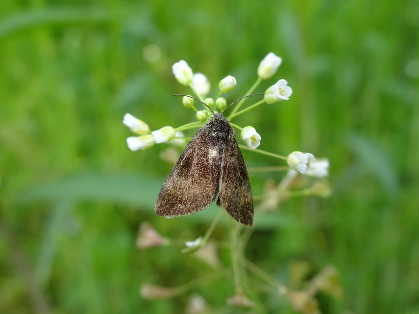 Panemeria tenebrata - apró sárgabagoly