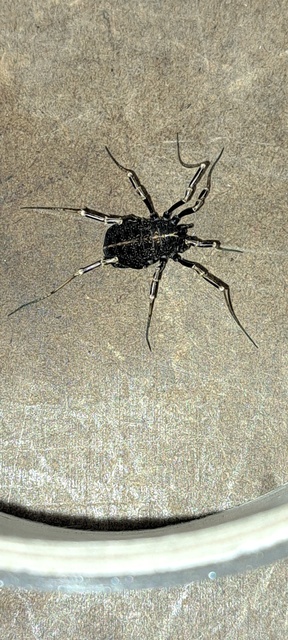 Egaenus convexus