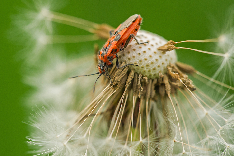 Corizus hyoscyami - piros karimáspoloska