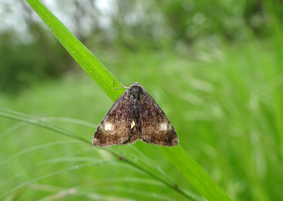 Panemeria tenebrata - apró sárgabagoly