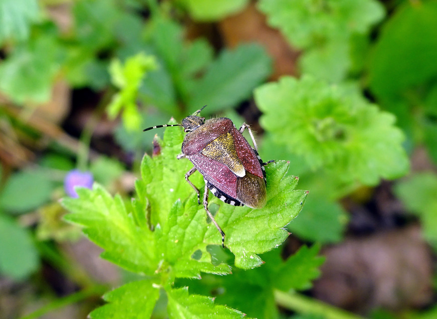 Dolycoris baccarum - közönséges bogyómászó-poloska