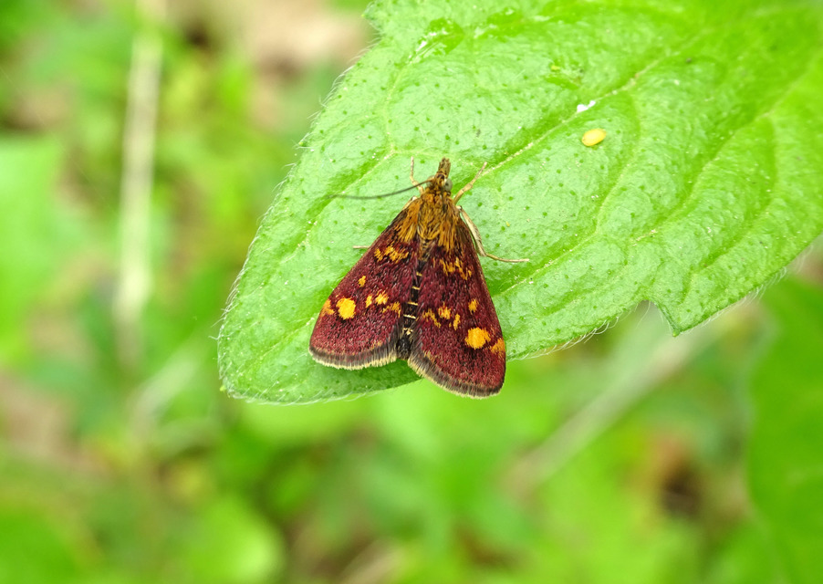 Pyrausta aurata - aranyló bíbormoly