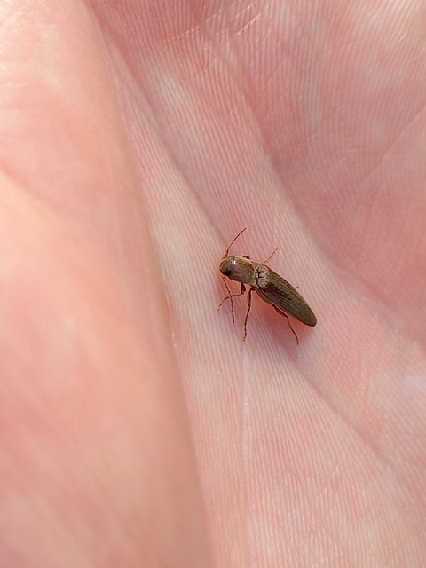 Synaptus filiformis - talpas pattanó
