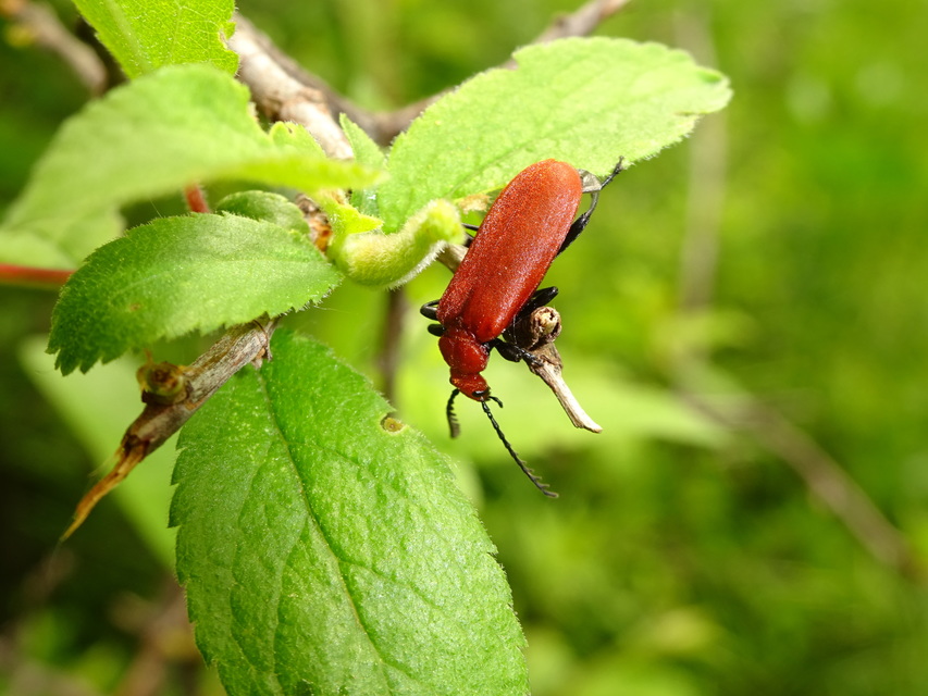 Pyrochroa serraticornis - közép-bíborbogár