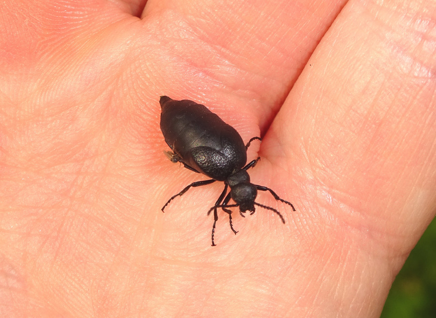 Meloe scabriusculus - érdes nünüke