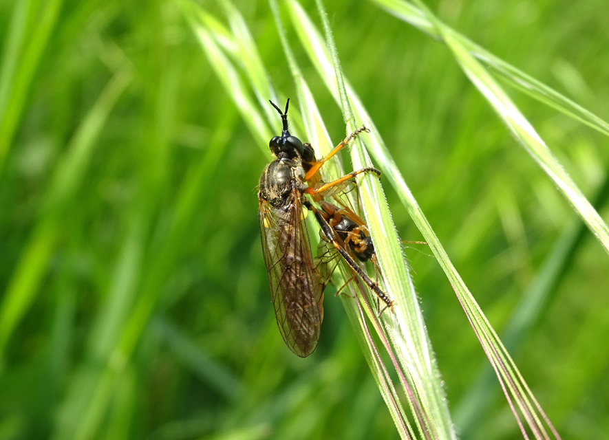 Dioctria rufipes