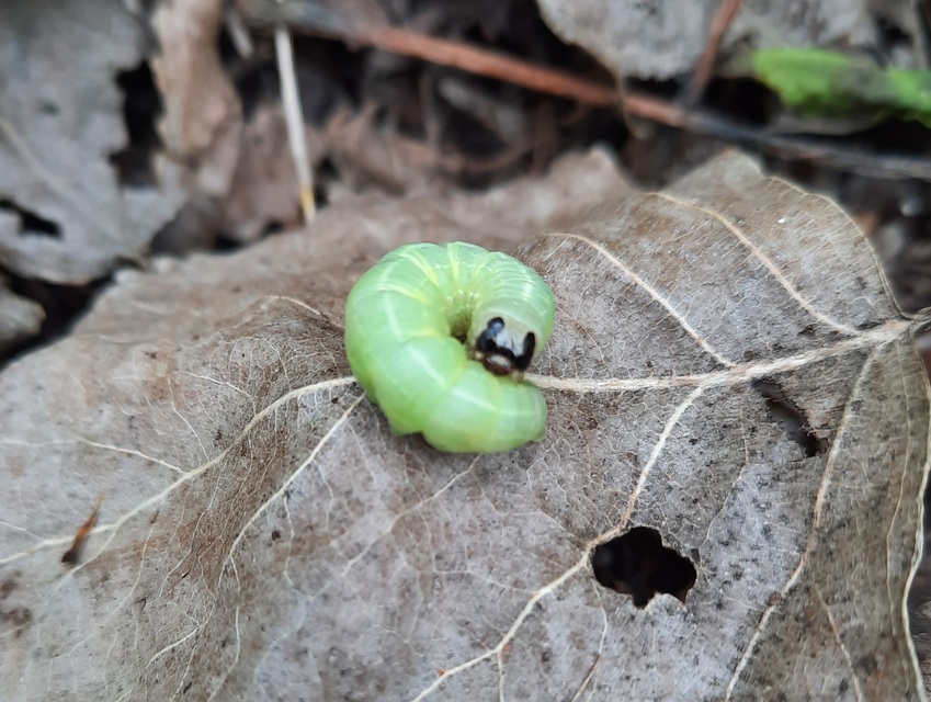 Orthosia populeti - nyárfa-barkabagoly