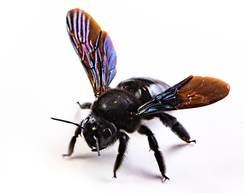 Xylocopa valga - gyakori fadongó