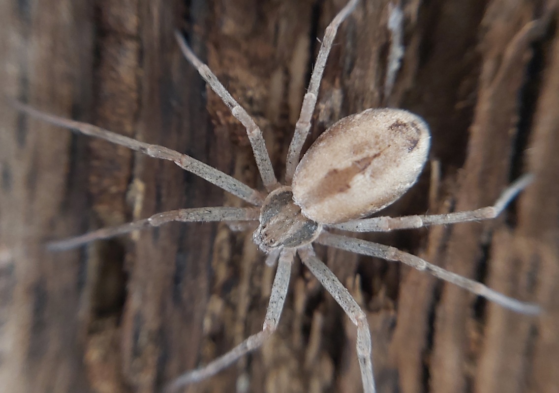 Thanatus vulgaris