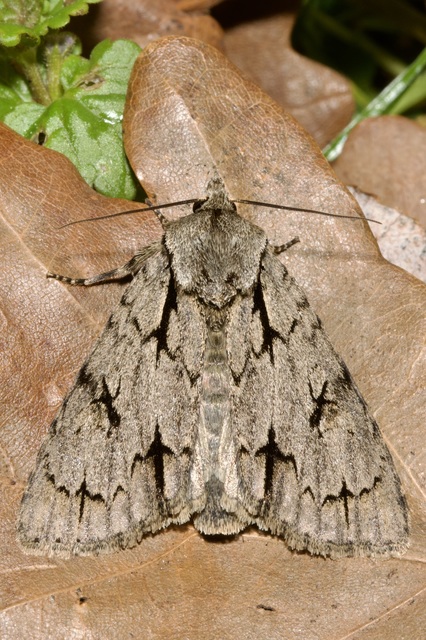 Acronicta tridens - barnás szigonyosbagoly