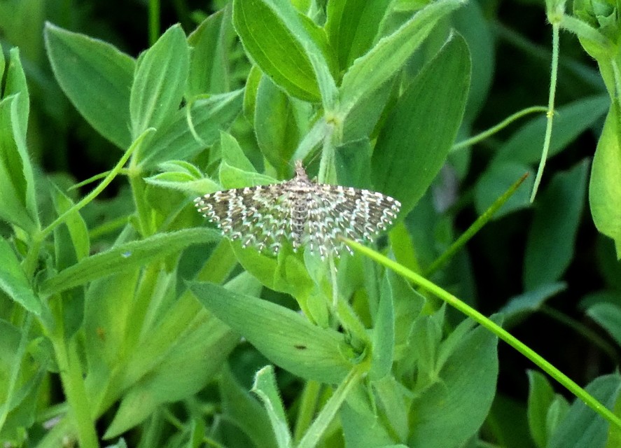 Alucita