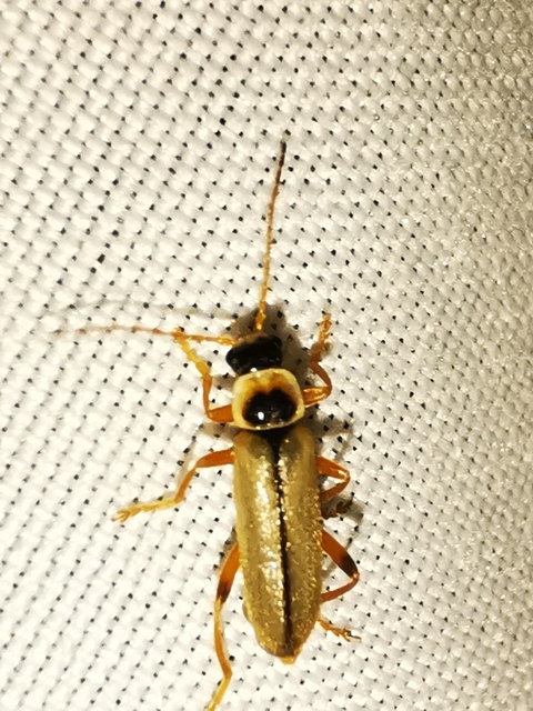 Metacantharis clypeata - tavaszi lágybogár